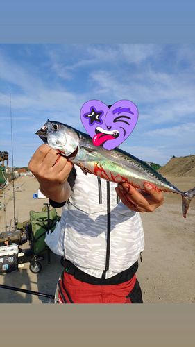 ソウダガツオの釣果