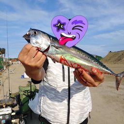 ソウダガツオ