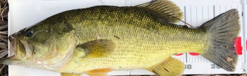 ブラックバスの釣果