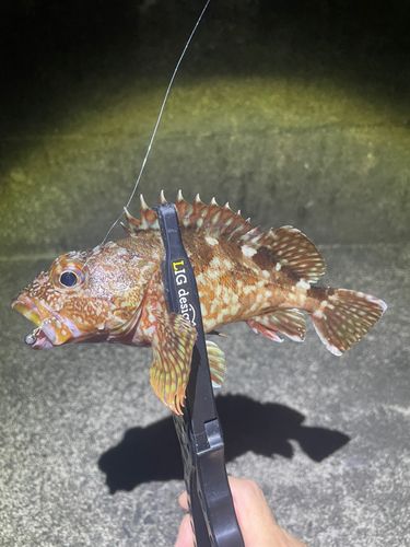 カサゴの釣果