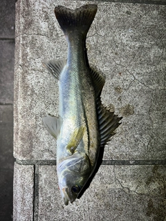 スズキの釣果