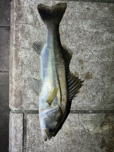 スズキの釣果