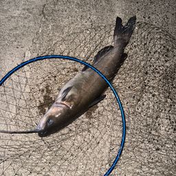 アメリカンキャットフィッシュ