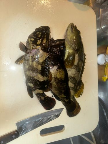 アラの釣果