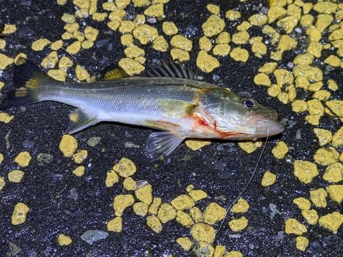 セイゴ（マルスズキ）の釣果