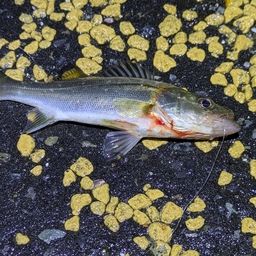 セイゴ（マルスズキ）