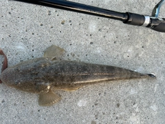 マゴチの釣果
