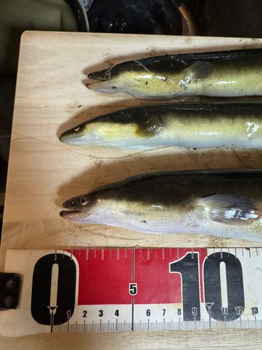 ニホンウナギの釣果