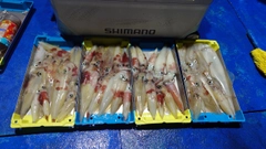 シロイカの釣果