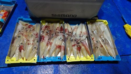 シロイカの釣果