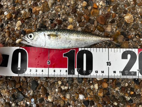 サバの釣果