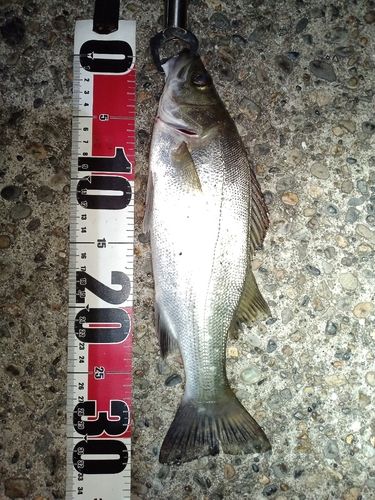 セイゴ(ヒラスズキ)の釣果