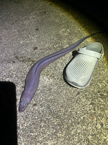 クロアナゴの釣果