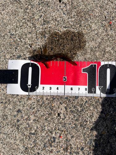 アナハゼの釣果