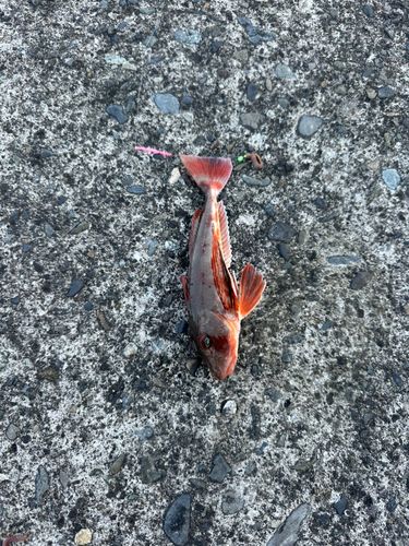 ホウボウの釣果