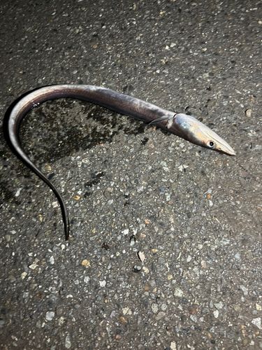 ハモの釣果