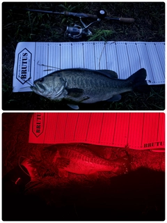 ブラックバスの釣果