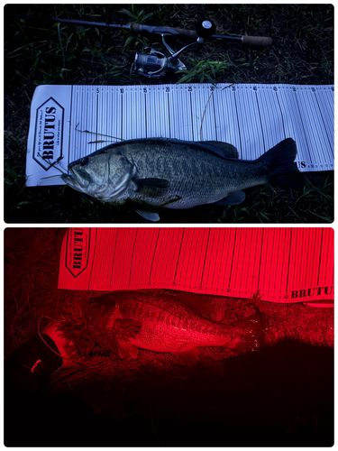 ブラックバスの釣果