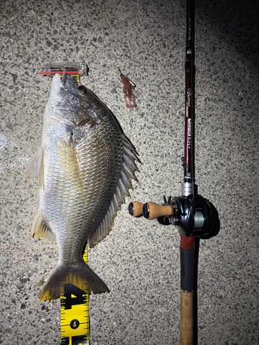キビレの釣果