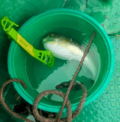 ショウサイフグの釣果