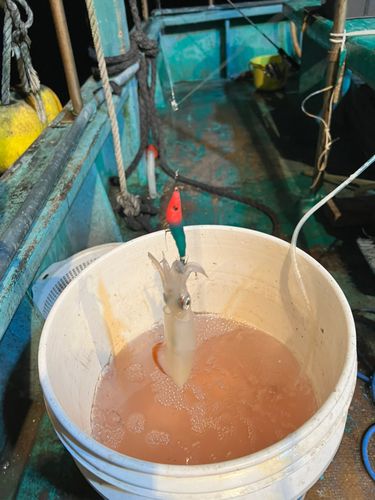 ムギイカの釣果