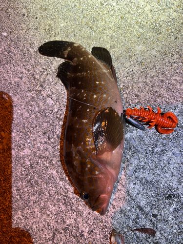 キジハタの釣果