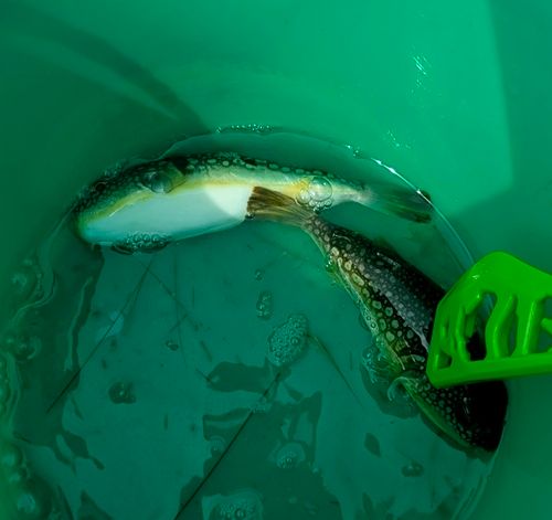 コモンフグの釣果