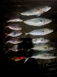 ブリの釣果