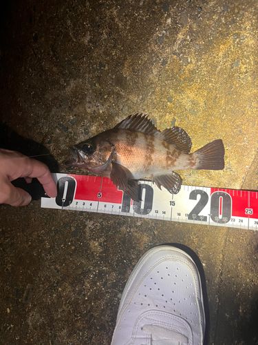 メバルの釣果