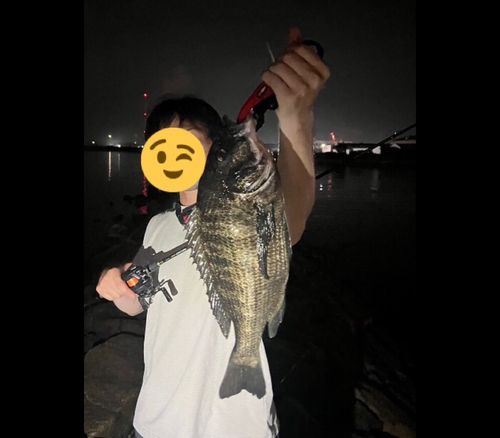 チヌの釣果