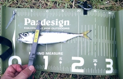 マサバの釣果