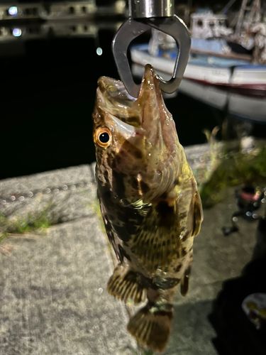 大阪海上釣り堀サザン