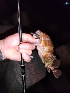 アコウの釣果