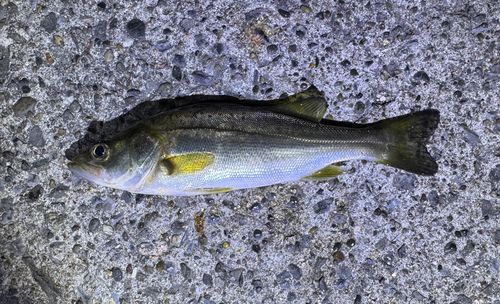 セイゴ（ヒラスズキ）の釣果