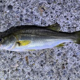 セイゴ（ヒラスズキ）