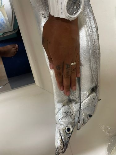 タチウオの釣果