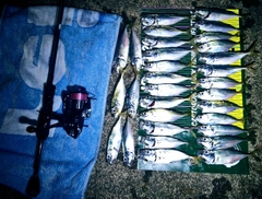 マアジの釣果
