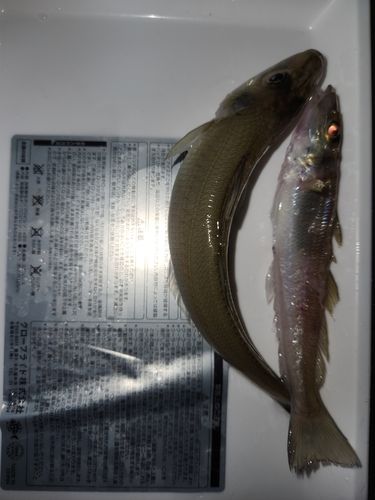 キスの釣果