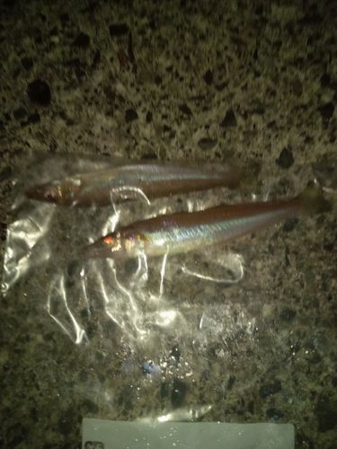 キスの釣果