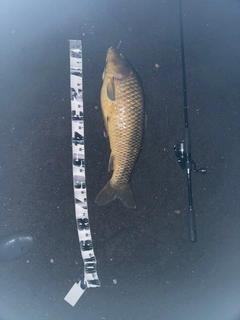 コイの釣果