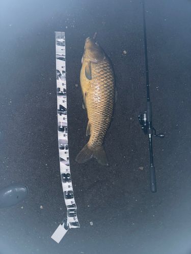 コイの釣果