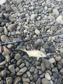 ショゴの釣果