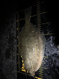 カレイの釣果