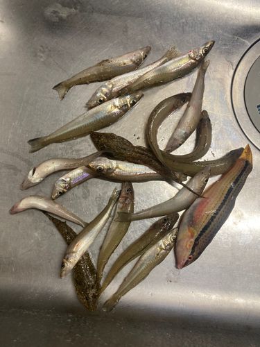 キスの釣果
