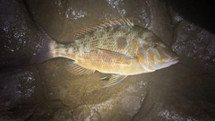 タマンの釣果