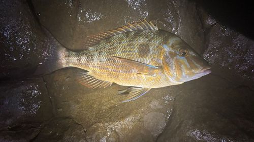 タマンの釣果