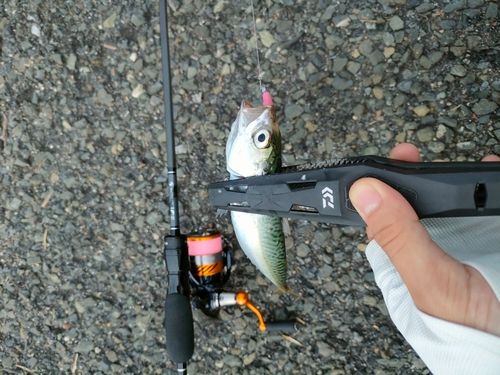 サバの釣果