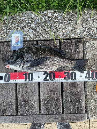 クロダイの釣果