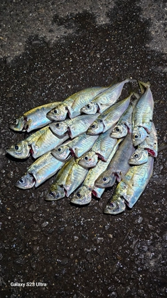 アジの釣果