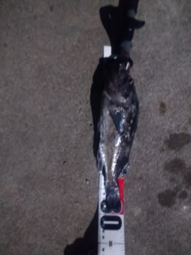 クロソイの釣果